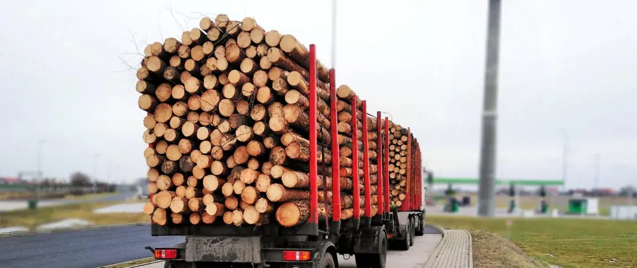 Ciężarówki z naczepami przewożące ogromne ilości drewna. Transport drewna w pełnej krasie.