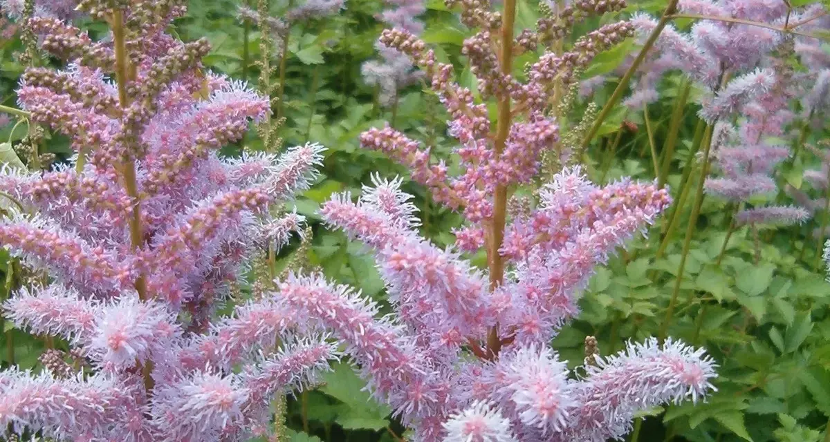 Zarte, rosafarbene Astilbenblüten vor grünem Laub. Der ideale Astilbe Standort ist halbschattig, um diese Blütenpracht zu genießen.
