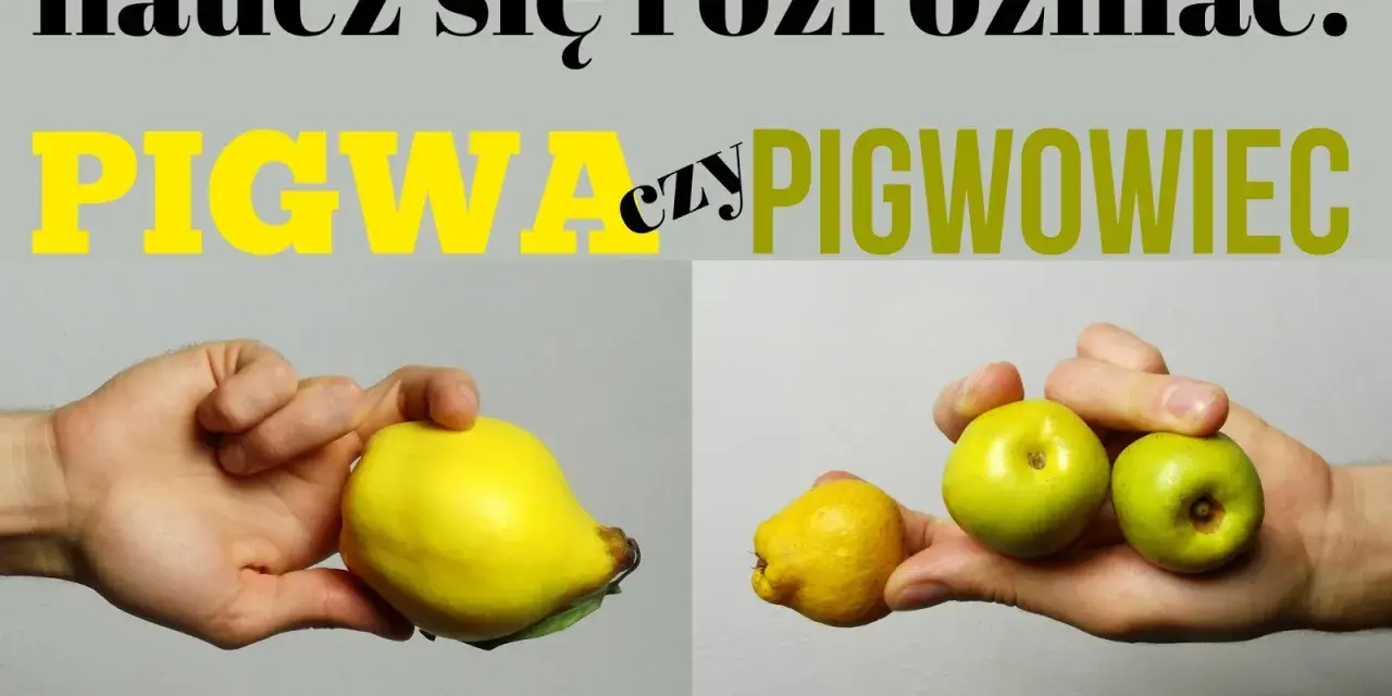 Naucz się rozróżniać: pigwa (duży, żółty owoc) czy pigwowiec (małe, zielone owoce).