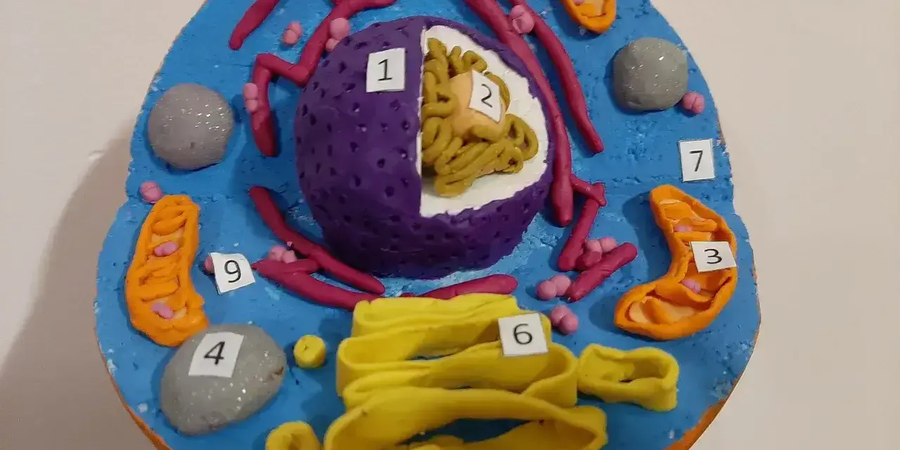 Kolorowy komórka zwierzęca model z plasteliny. Widać jądro (1, 2), mitochondria (3, 5, 9), rybosomy, siateczkę śródplazmatyczną (6) i inne organella.