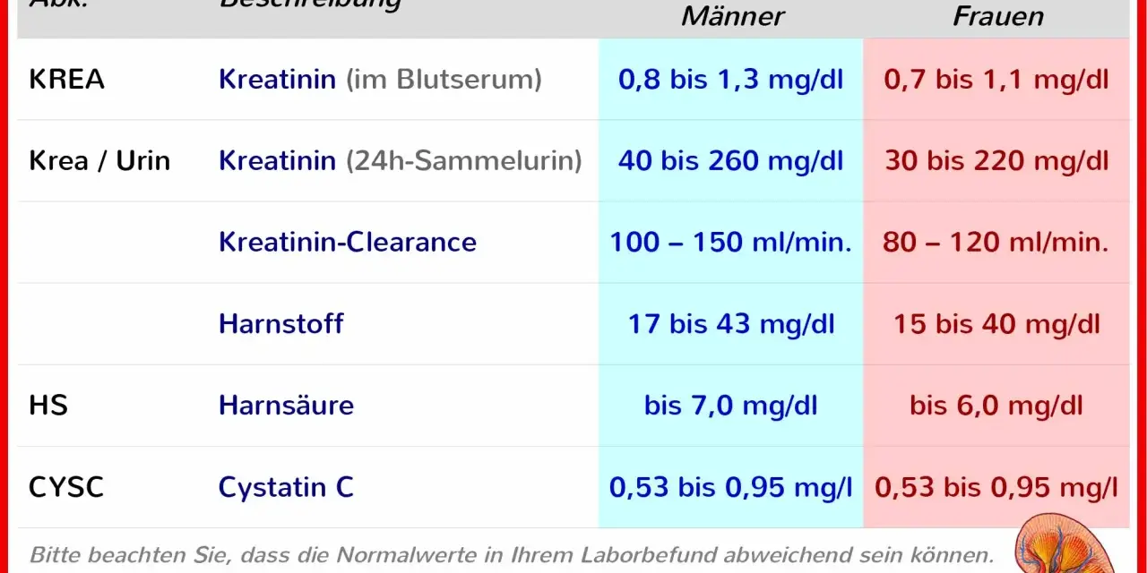 Tabelle zeigt Nierenwerte im Blut und Urin, wie Kreatinin, Harnstoff und Harnsäure, mit Normwerten für Männer und Frauen.