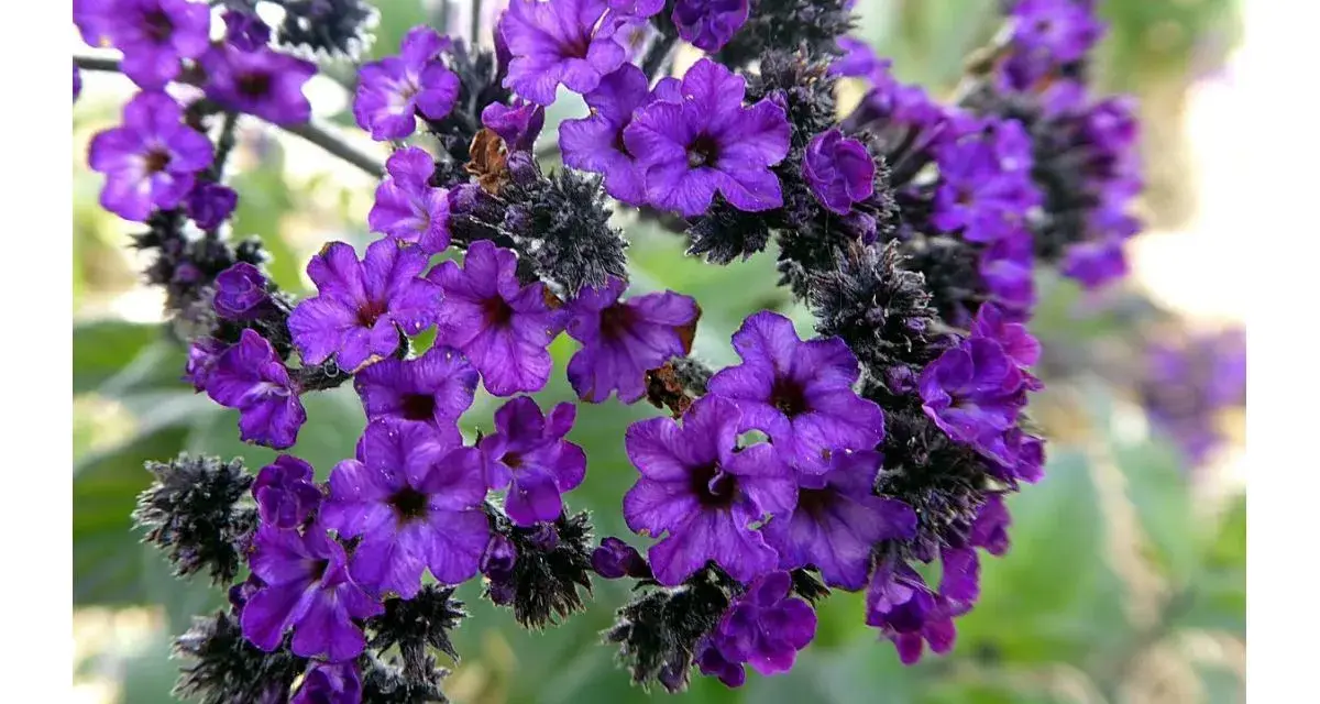 Intensywnie fioletowe kwiaty heliotropu, pięknie prezentujące się w uprawie, tworzą gęste skupiska.