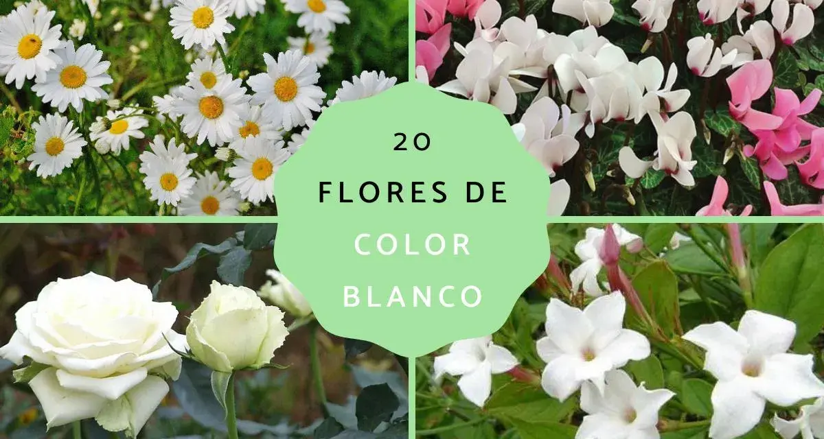 Margaritas, ciclámenes, rosas y jazmines, todas son una hermosa flor blanca que alegra la vista.
