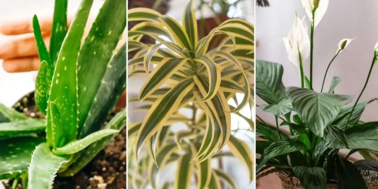 Aloes, dracena i skrzydłokwiat – idealne rośliny mało wymagające do domu.