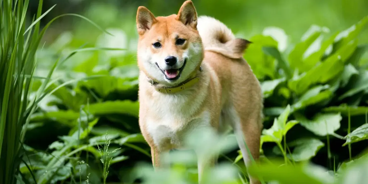 Uśmiechnięty shiba inu w zieleni. Ile żyje taki piesek? Średnio 12-15 lat, ale zależy od wielu czynników.