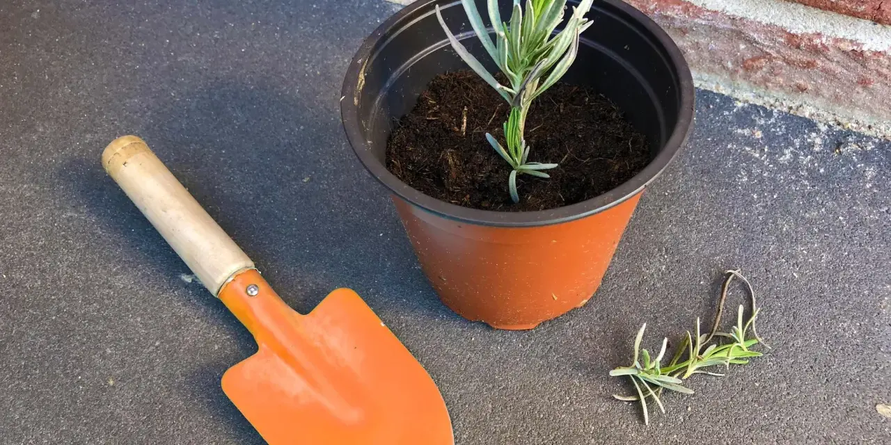 Lavendel vermehren: Ein kleiner Lavendelsteckling im Topf, daneben eine kleine Schaufel und ein weiterer Steckling.