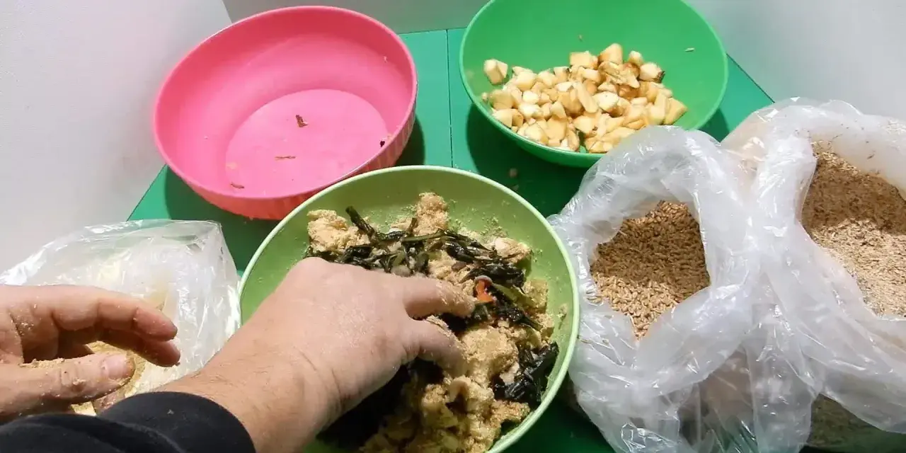 Mani che mescolano cibo per galline in una ciotola verde, con ingredienti come crusca, verdure e mele a cubetti.