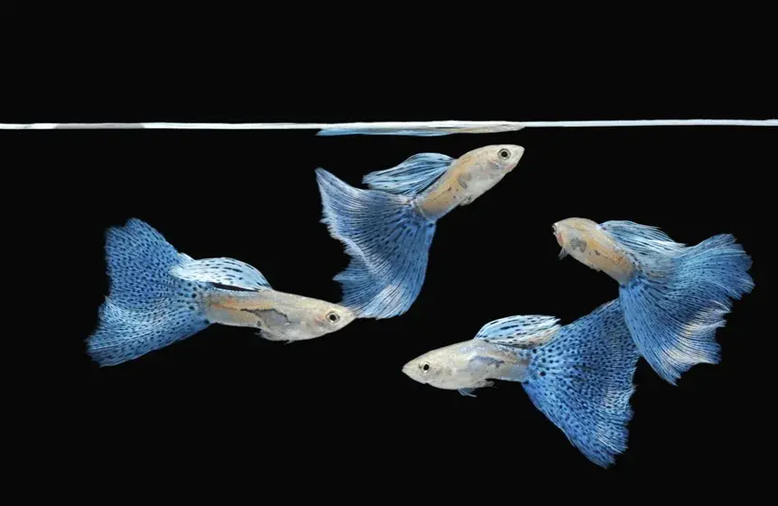 Ile rybek rodzi gupik? Zaskakujące fakty o porodach gupików
