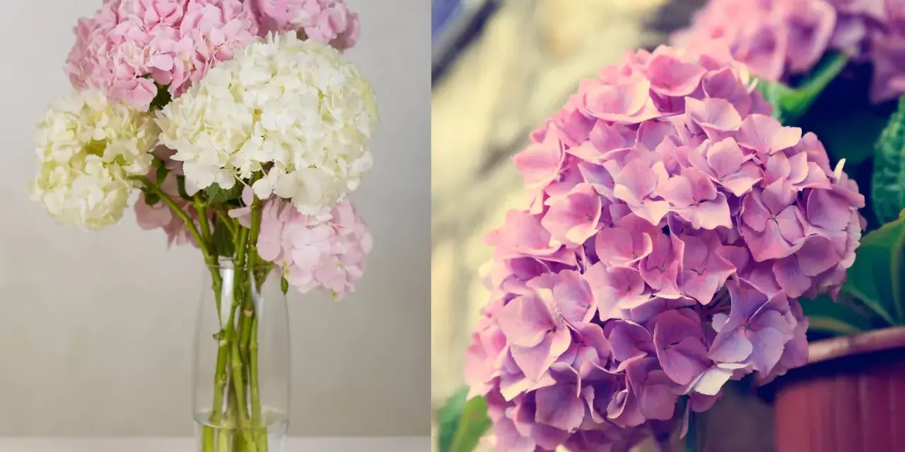 A bouquet of pink and white hydrangeas in a vase, and a close-up of pink hydrangeas.
