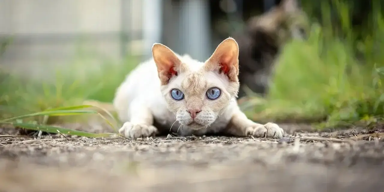 Kot bez uszu rasy Devon Rex z niebieskimi oczami leży na ziemi, gotowy do skoku.