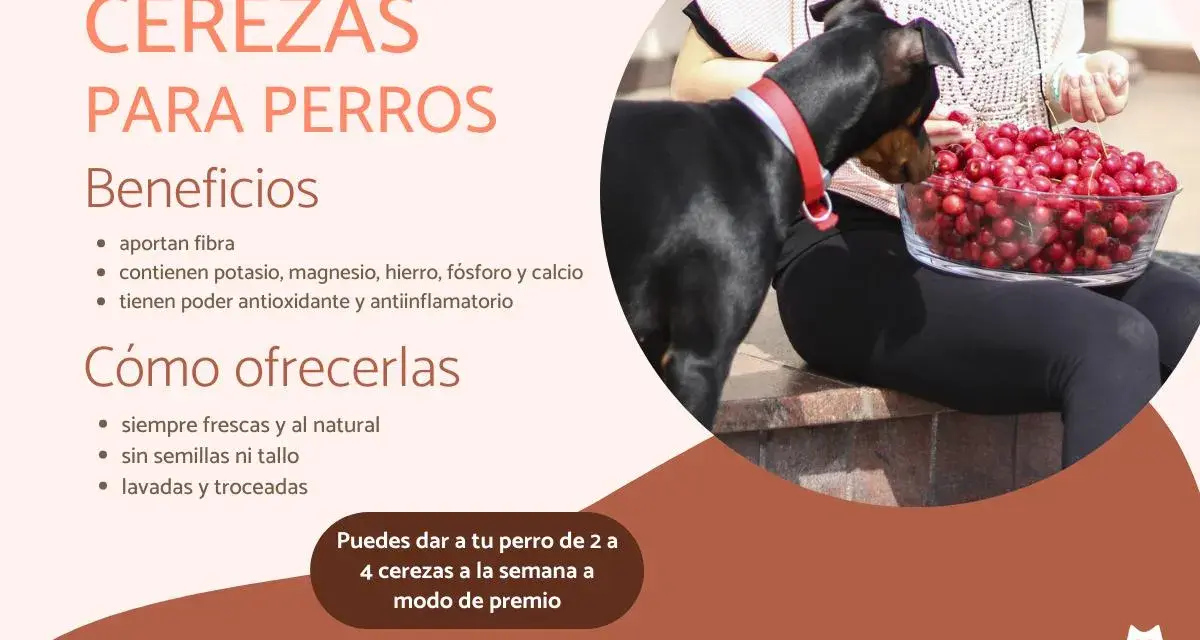 Un perro negro mira un tazón de cerezas. Los perros pueden comer cerezas sin semilla, un snack saludable.