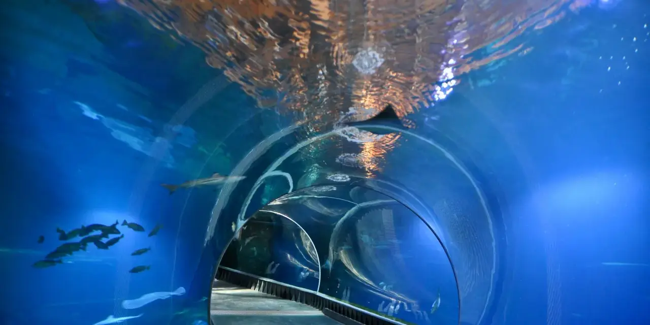 Podwodny tunel w zoo we Wrocławiu, gdzie można podziwiać ryby i rekiny. Zwiedzanie zoo we Wrocławiu to wspaniała przygoda.