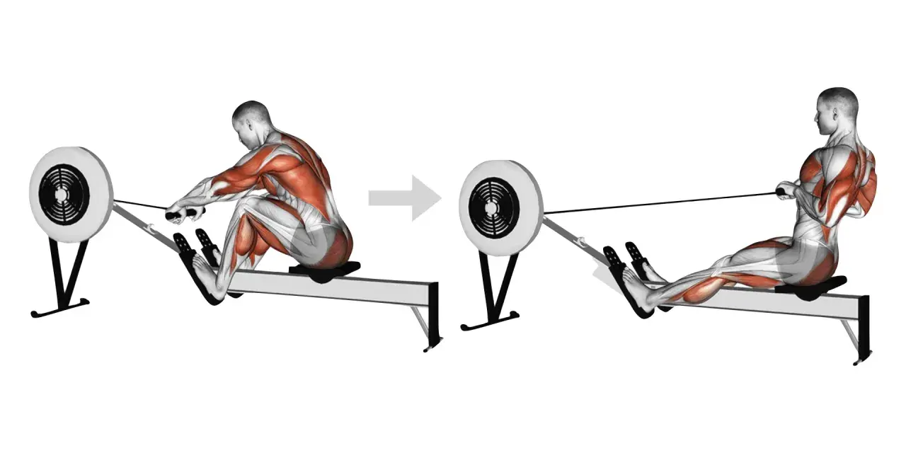 Le rameur sollicite les muscles du dos, des bras et des jambes. Illustration anatomique montrant les muscles en action.