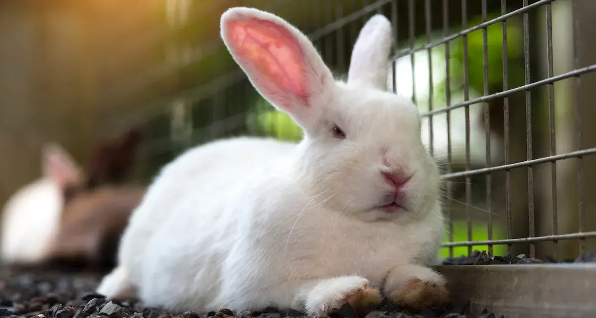 Un coniglio bianco, dal carattere docile, riposa su ghiaia vicino a una gabbia. Le sue orecchie rosa sono tese, attente.