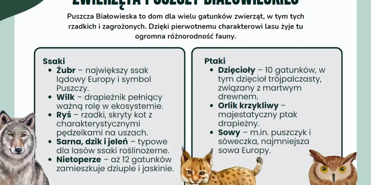 Ciekawostki o Białowieskim Parku Narodowym: zobacz rysia, wilka, żubra i ptaki. Puszcza to dom dla wielu gatunków.