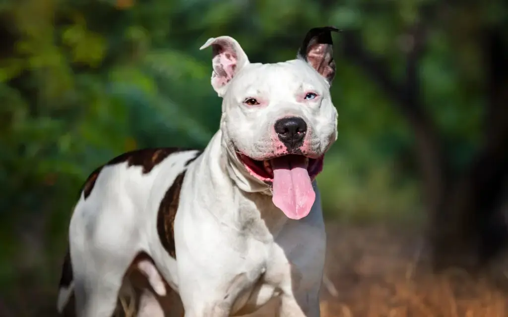 Amstaff ma sierść czy włosy? Poznaj prawdę o pielęgnacji tej rasy