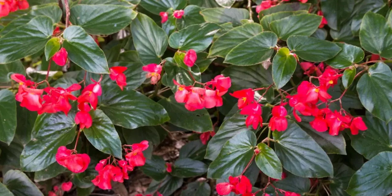 Kwitnąca begonia dragon, z czerwonymi kwiatami i zielonymi liśćmi, gotowa do zimowania.