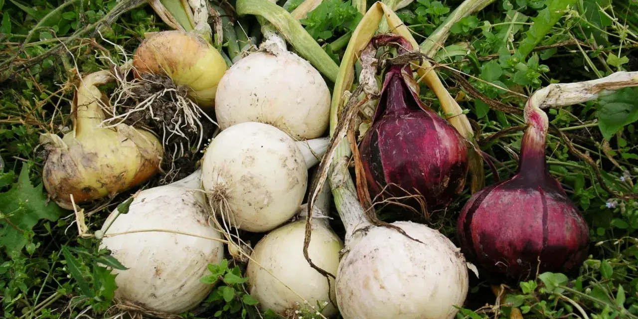 Nyskördade allium cepa, vita och röda lökar, ligger på grön mark med vissna blad och rötter.
