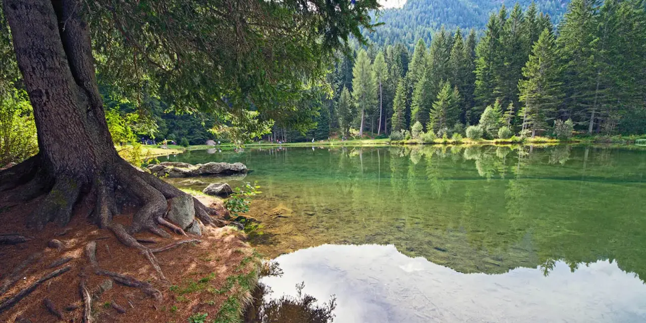 Radici imponenti di un albero si specchiano nel laghetto dei caprioli, circondato da una fitta foresta di conifere.