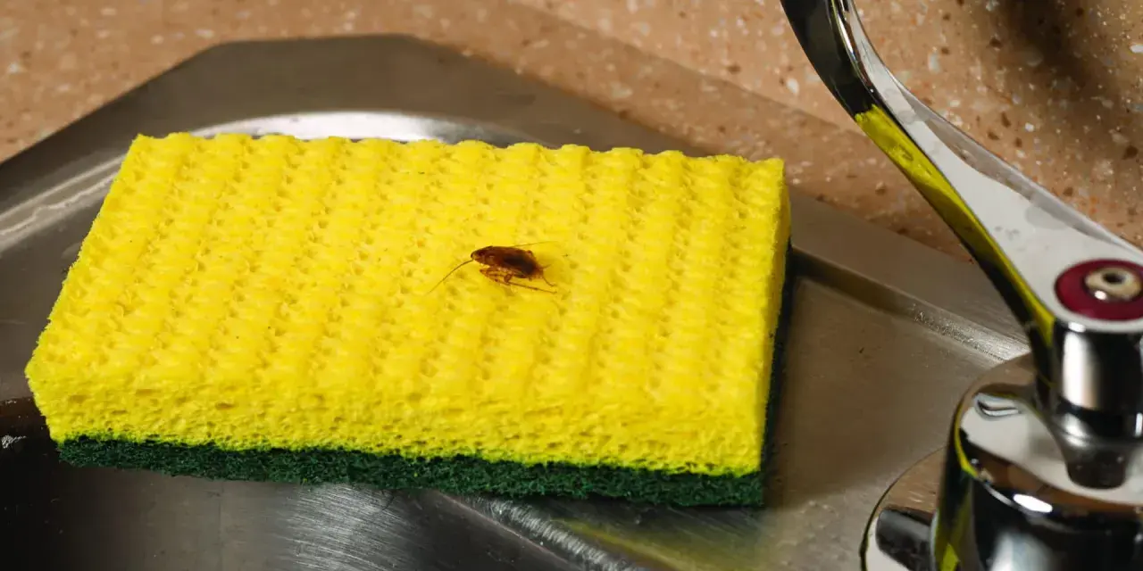 Una cucaracha sobre una esponja amarilla en un fregadero. ¿Buscas cómo matar cucarachas?