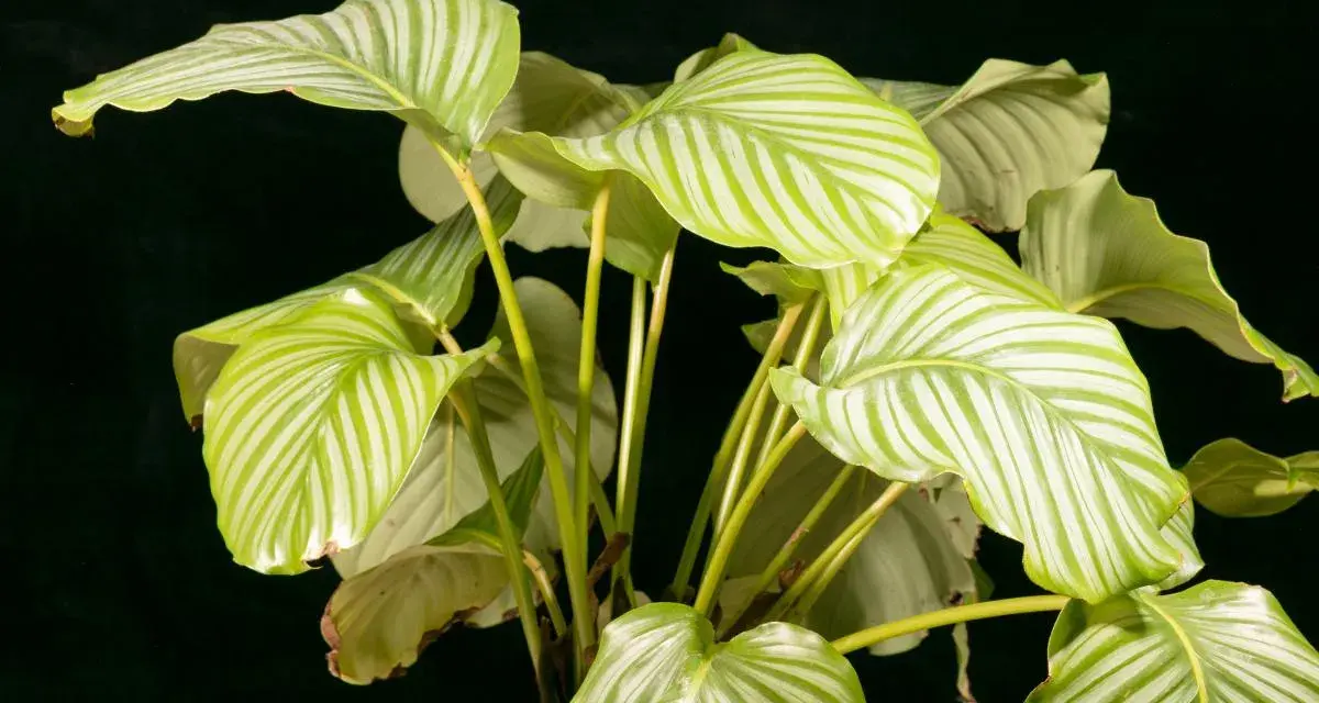 Calathea con hojas verdes y blancas, algunas con bordes amarillos, sobre fondo oscuro.