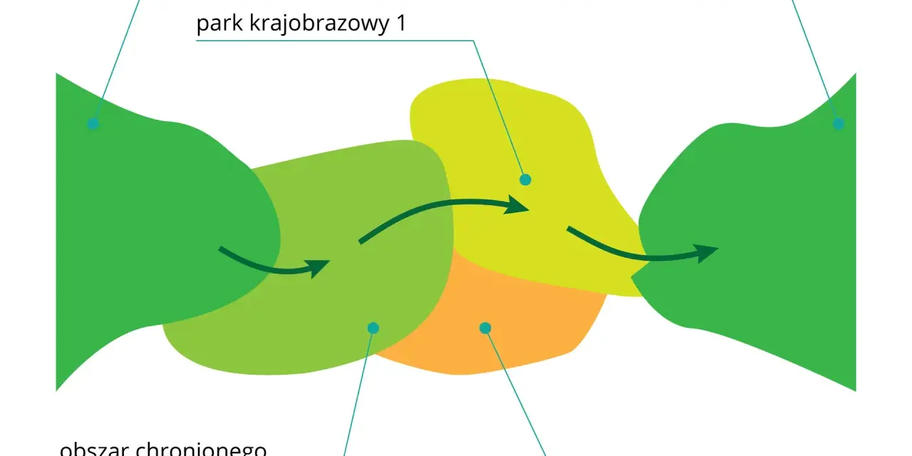 Schemat przedstawia powiązania między parkiem narodowym a parkiem krajobrazowym. Strzałki wskazują przepływ między obszarami.