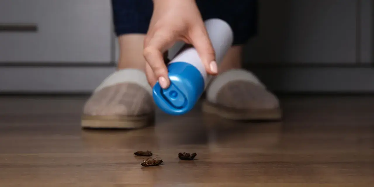Mano con spray insecticida sobre cucarachas muertas en el suelo. Las cucarachas mudan la piel y crecen, pero estas ya no lo harán.
