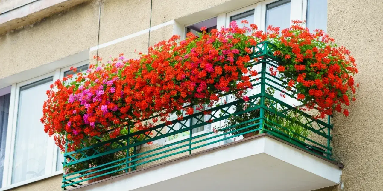 Balkon pełen kwitnących pelargonii w odcieniach czerwieni i różu. Te piękne kwiaty doniczkowe cieniolubne tworzą barwną kaskadę.