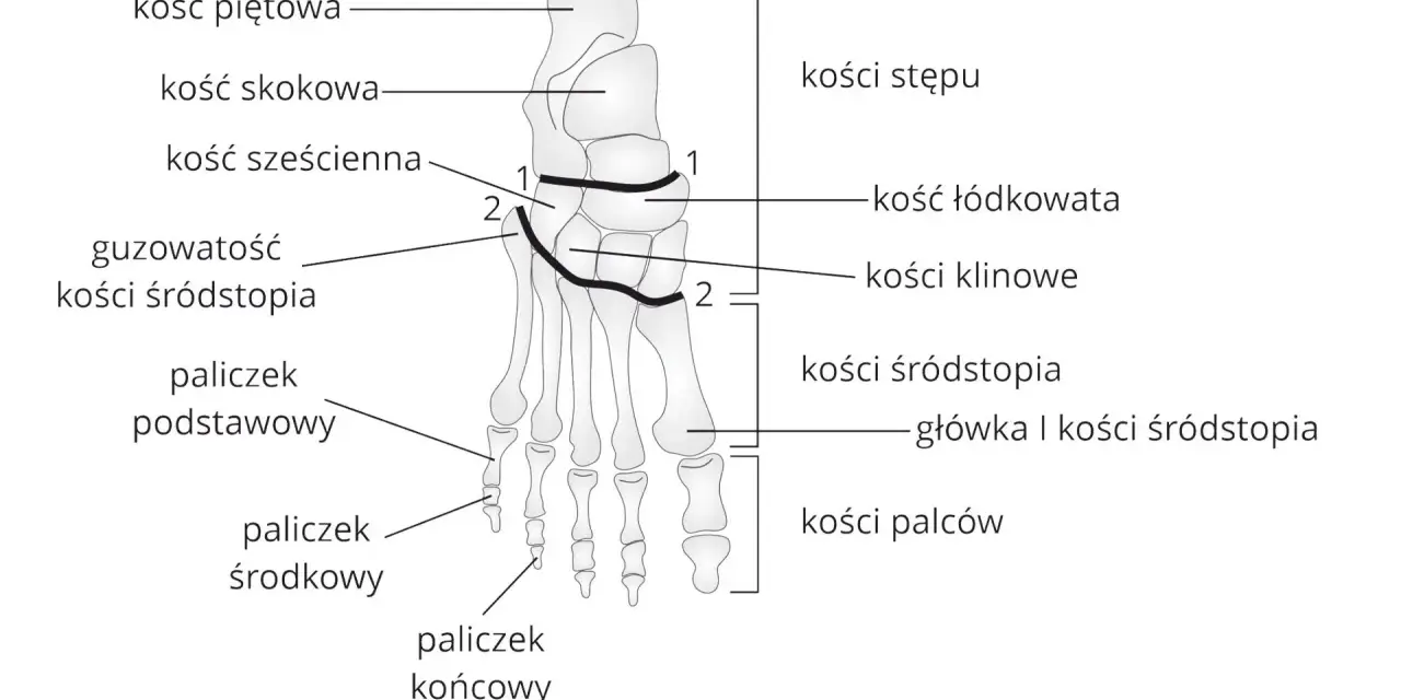 Schemat anatomiczny stopy z zaznaczonymi kośćmi: piętową, skokową, sześcienną, łódkowatą, klinowymi, śródstopia i palców.