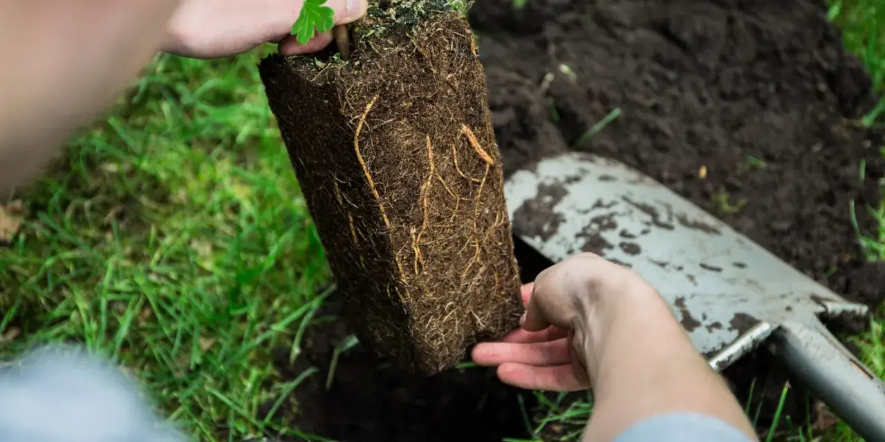 Sadzenie agrestu. Dłonie trzymają bryłę korzeniową sadzonki, gotową do umieszczenia w ziemi.