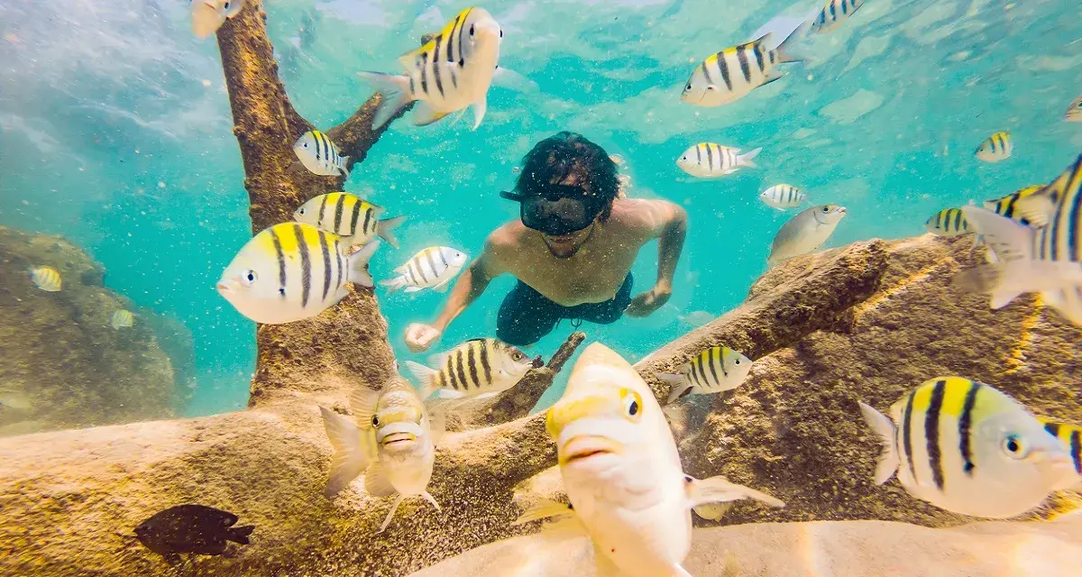 Nurek w masce pływa wśród ławicy ryb podczas zanzibar snorkeling. Podwodny świat pełen kolorów.