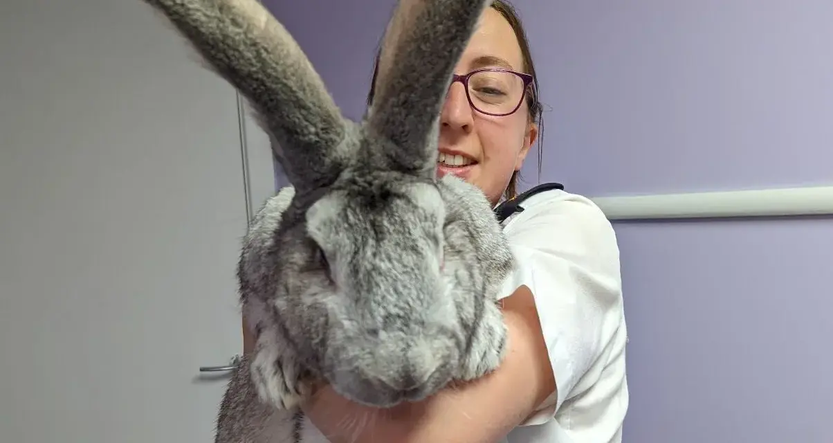 Una donna sorride tenendo in braccio un coniglio gigante, le sue lunghe orecchie grigie dominano l'inquadratura.