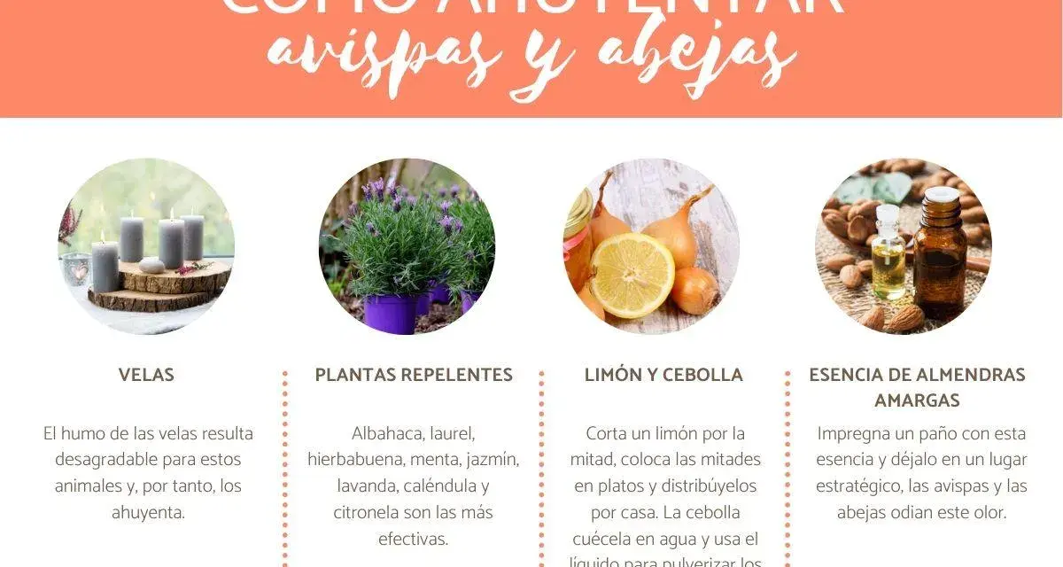 Métodos para ahuyentar avispas y abejas: velas, plantas, limón y cebolla, y esencia de almendras amargas.