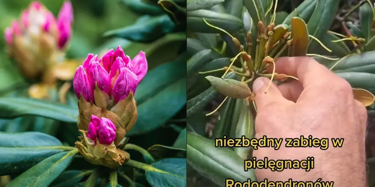 Dwa ujęcia rododendronu: jeden z pąkami różowych kwiatów, drugi z uschniętymi kwiatostanami, sugerujący, że rododendron nie kwitnie.
