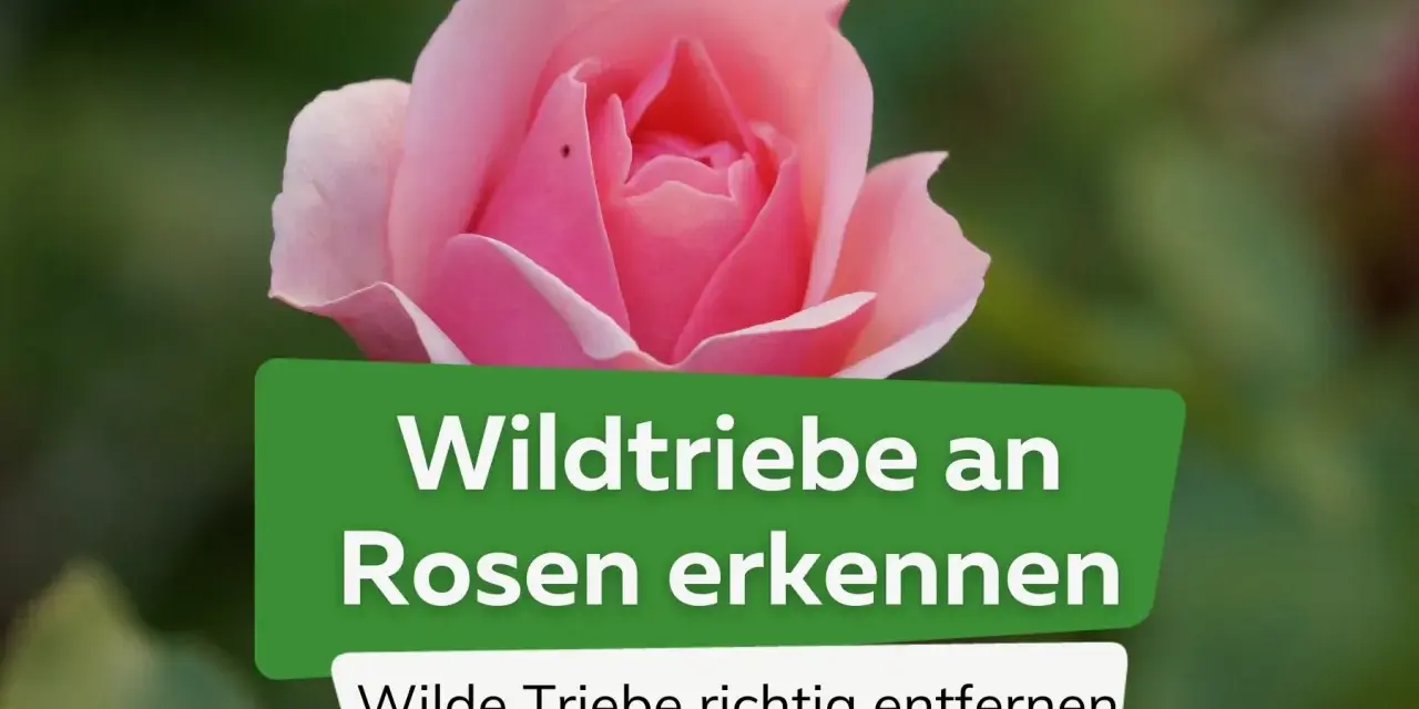 Eine zarte rosa Rose im Fokus. Ein grünes Banner erklärt, wie man **Wildtriebe an Rosen** erkennt und wilde Triebe richtig entfernt.