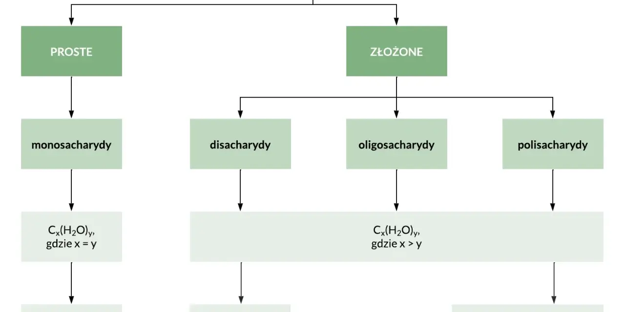 Schemat podziału węglowodanów na cukry proste i złożone: monosacharydy, disacharydy, oligosacharydy, polisacharydy.