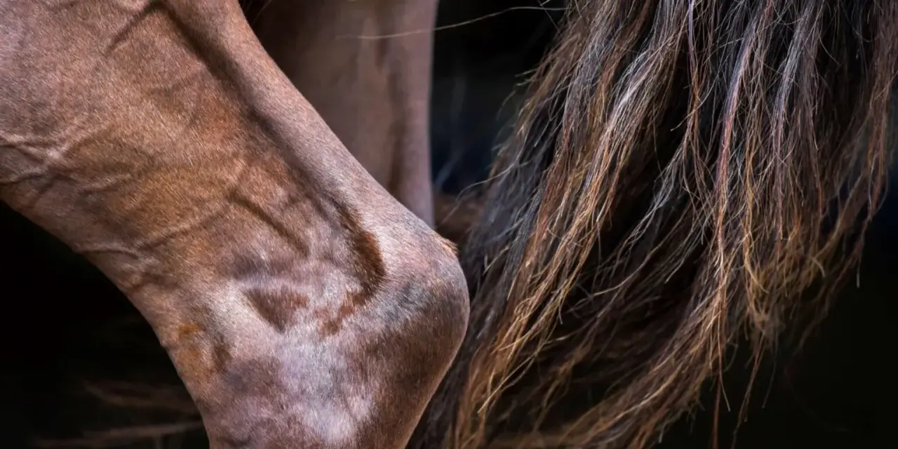 Gros plan sur le jarret d'un cheval brun, montrant la musculature et la crinière. Une légère entorse au jarret du cheval est visible.
