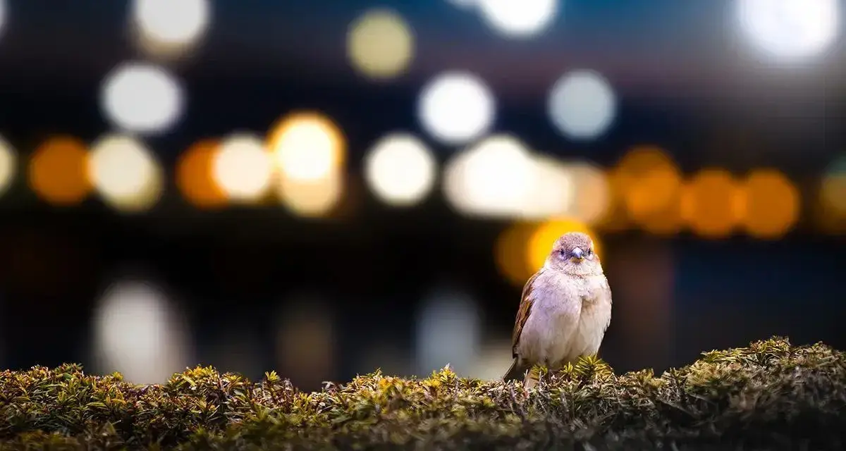 Un gorrión posado en un arbusto, con luces de ciudad desenfocadas al fondo, un ejemplo de la **contaminación lumínica** que afecta a la fauna urbana.