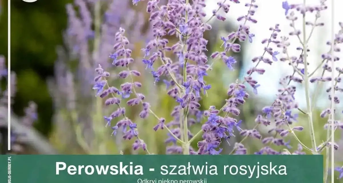 Perowskia jak gęsto sadzić? Dowiedz się, jak uzyskać efektowną rabatę z perowskiami, tworząc gęste kępy.