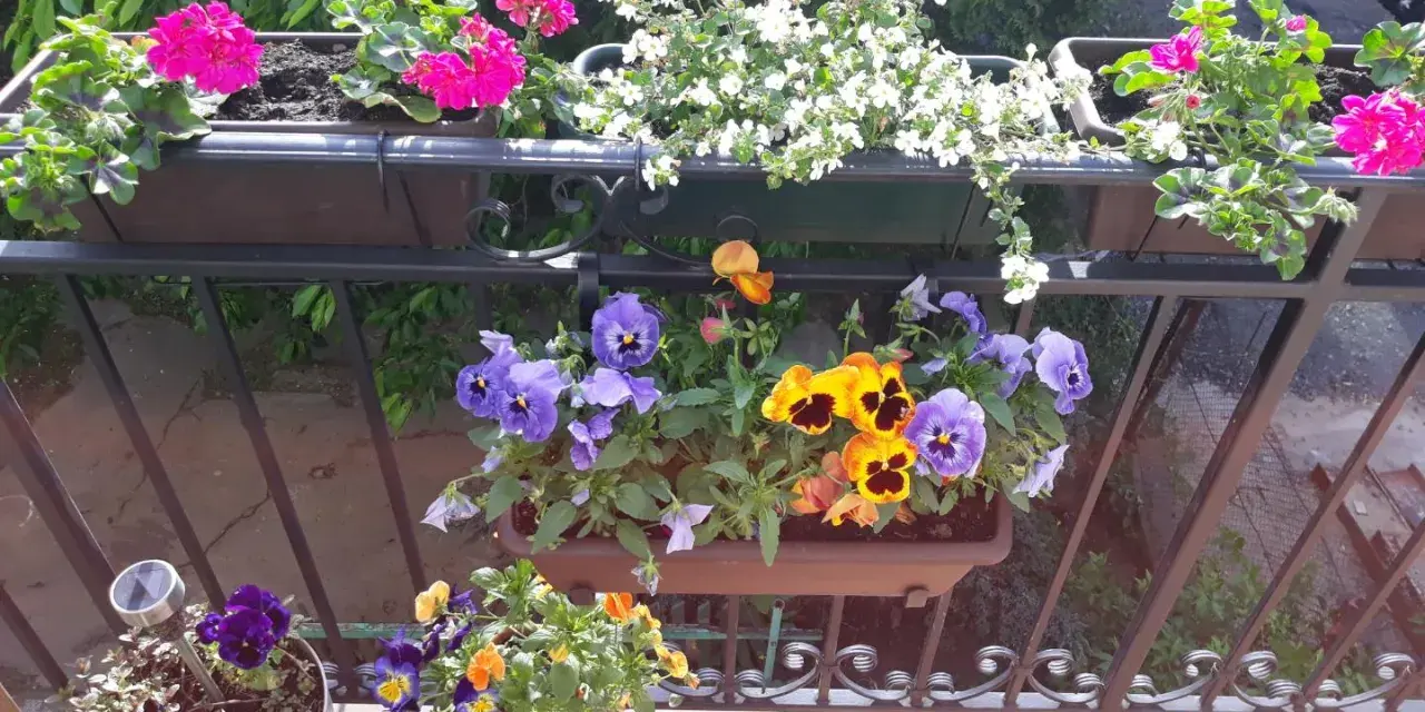 Kolorowe bratki i pelargonie zdobią balkon. Wiosna w pełni, idealny czas, by pomyśleć, co na balkon.