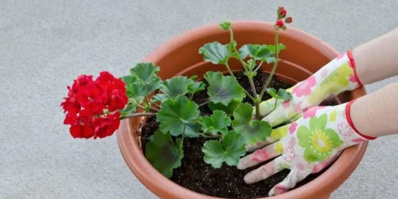 Händer med blomstrande handskar planterar en röd pelargon. Snart är det dags för pelargon vattning.