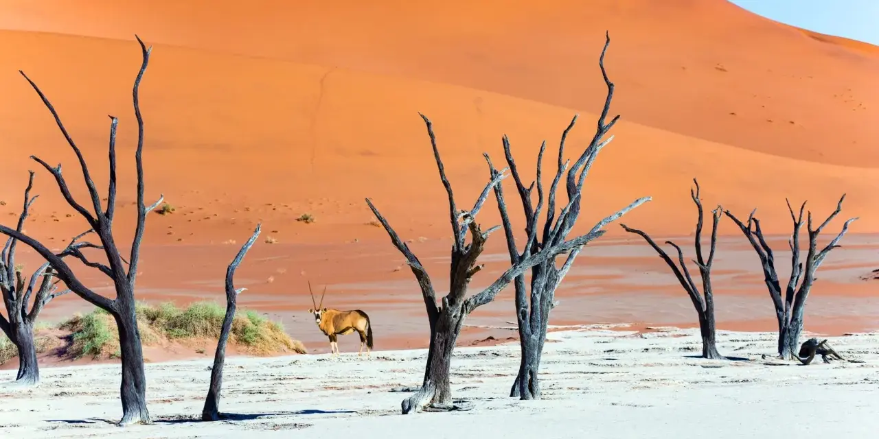 Słynne martwe drzewa w Dead Vlei, pustynny krajobraz Namibii z pomarańczowymi wydmami i oryksem.