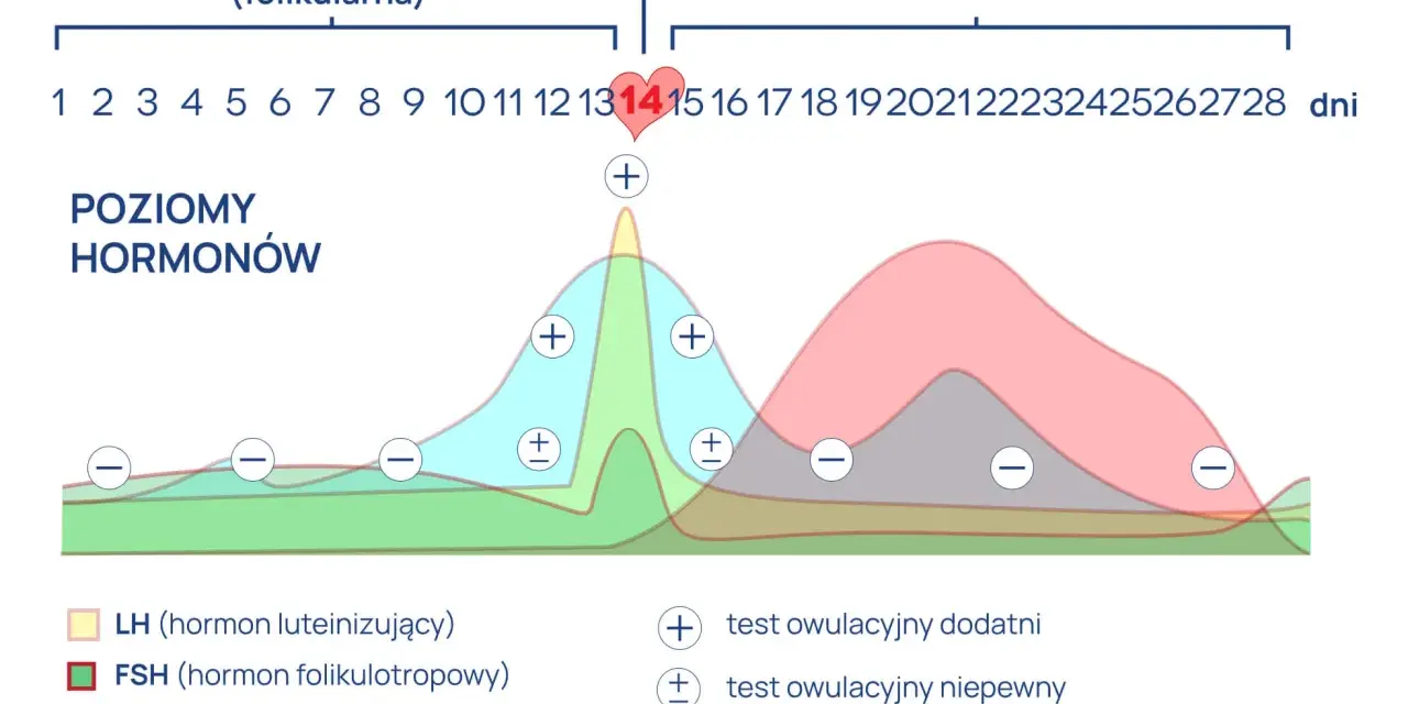 Owulacja boli? Wykorzystaj to! Zwiększ szanse na ciążę