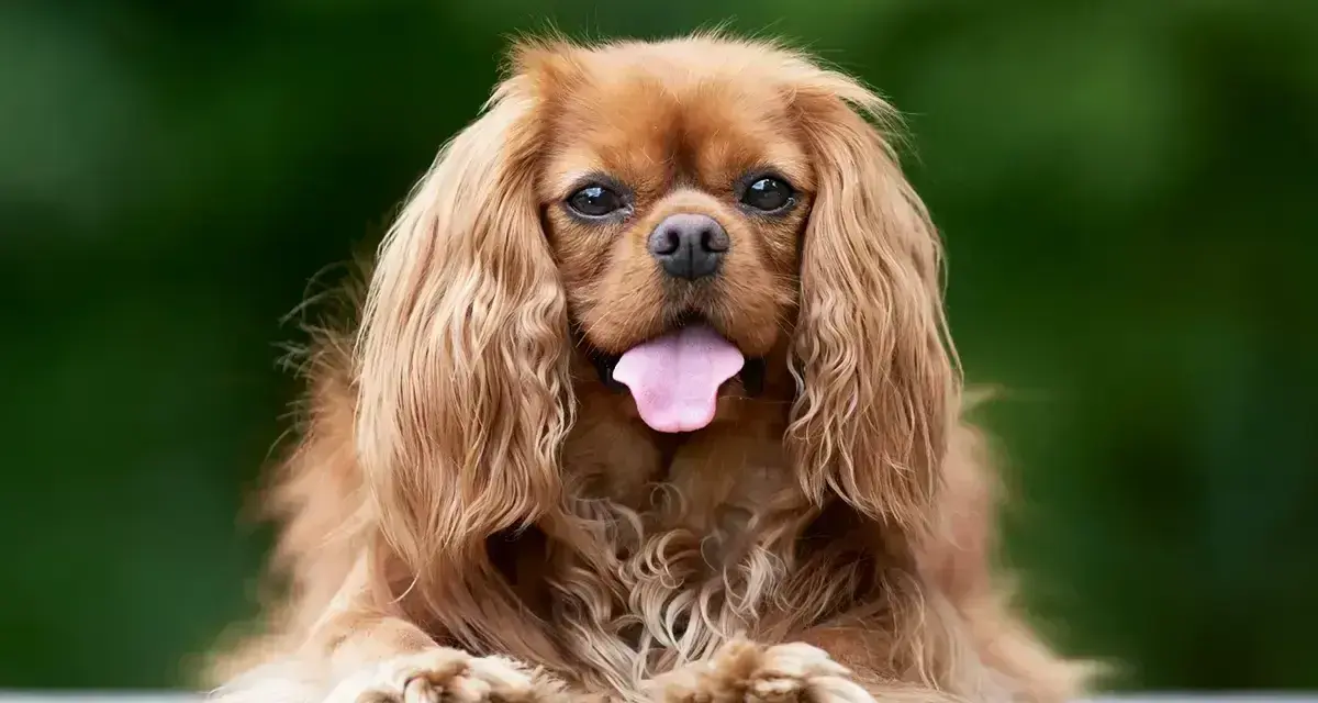 Uroczy pies rasy Cavalier King Charles Spaniel z długą, falującą sierścią i wystawionym językiem, siedzi na ławce na tle zieleni.