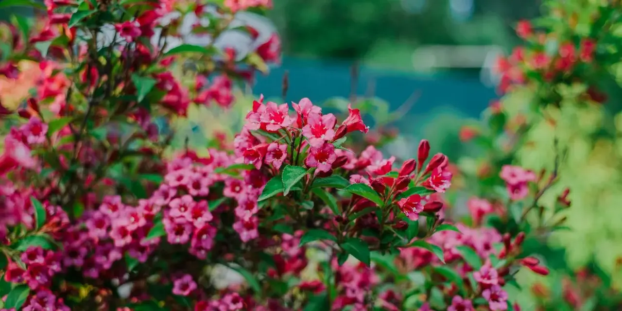 Üppige rosa Weigelienblüten im Garten. Ein Rückschnitt im Frühjahr fördert üppiges Wachstum und reiche Blüte.