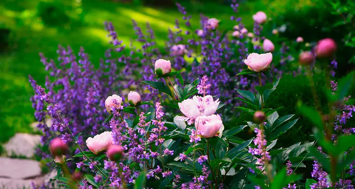 Vårblommor ute i en lummig trädgård. Rosa pioner blommar bland lila lavendel.