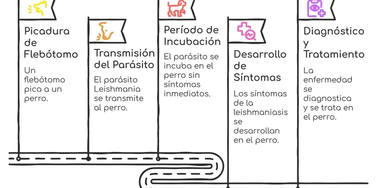 Diagrama del ciclo de la leishmaniosis en perros: picadura de flebótomo, transmisión del parásito, incubación, desarrollo de síntomas y diagnóstico/tratamiento.
