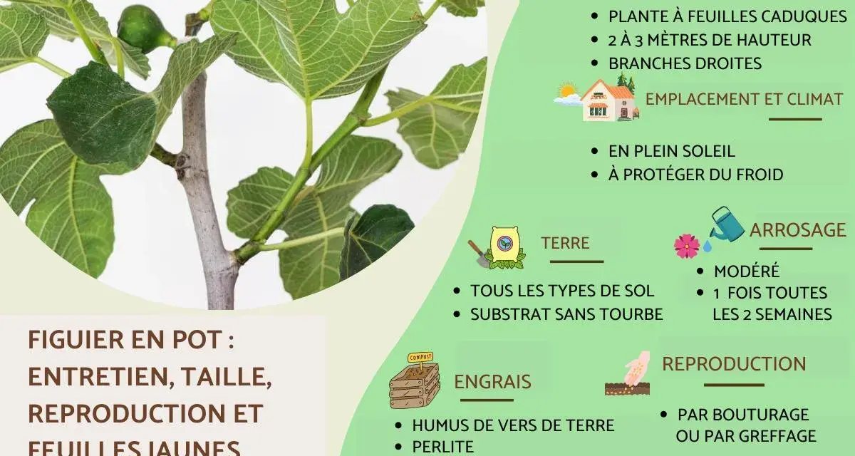 Gros plan sur un figuier (ficus carica) en pot, avec des feuilles vertes et des fruits immatures. Le texte explique son entretien.