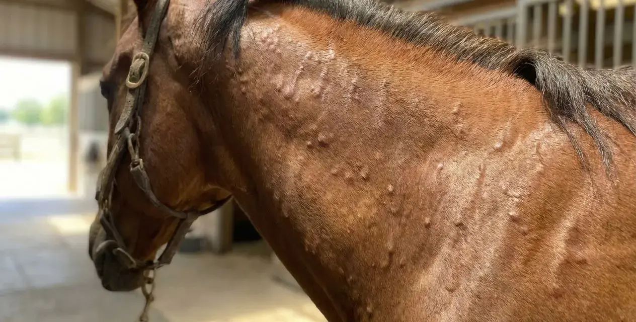 Gros plan sur le cou d'un cheval brun montrant des bosses sur la peau, suggérant une maladie de peau cheval.