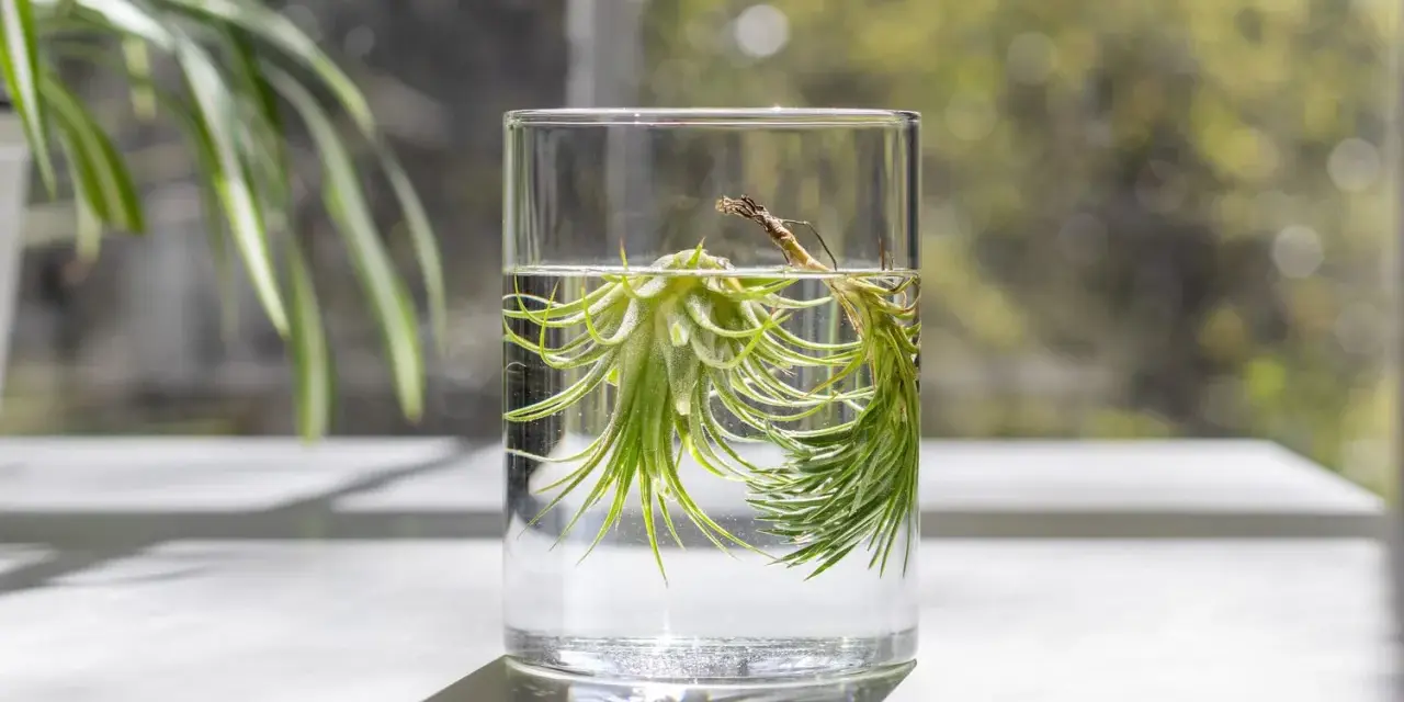 Two air plants soak in a glass of water, demonstrating how to water air plants.